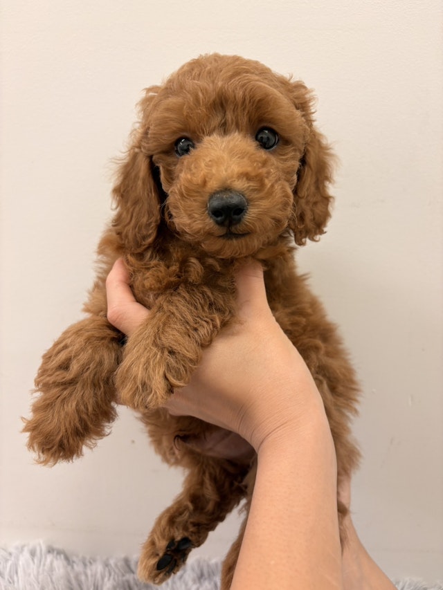 イヌ - 磐田店 | ペッツワン